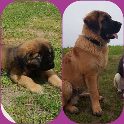 Welpen Bilder !-Beitrag-Bild