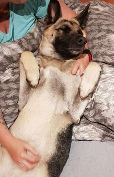 Darf der Hund bei Euch im Bett schlafen?-Beitrag-Bild