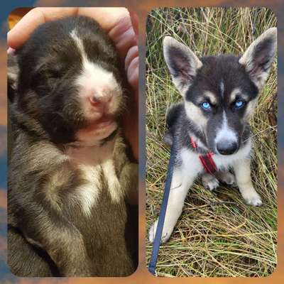 Welpen Bilder !-Beitrag-Bild