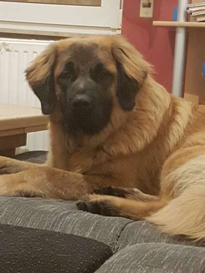 Leonberger-Beitrag-Bild