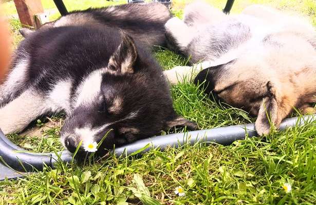 Die Dogorama Monats Challenge "Es grünt und blüht"-Beitrag-Bild