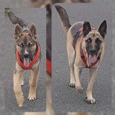 Mischlingshunde Foto Aufruf-Beitrag-Bild