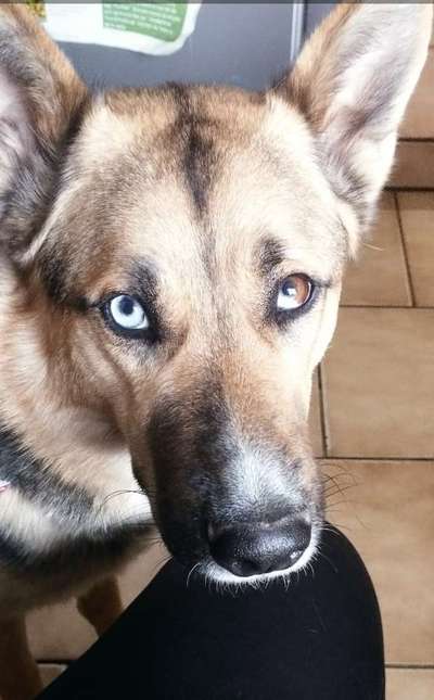 Dogorama Photo Challenge - Details Ganz nah-Beitrag-Bild