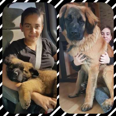 Welpen Bilder !-Beitrag-Bild