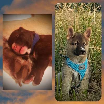 Welpen Bilder !-Beitrag-Bild