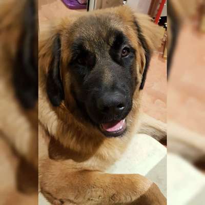 Seltene Rassen!-Beitrag-Bild