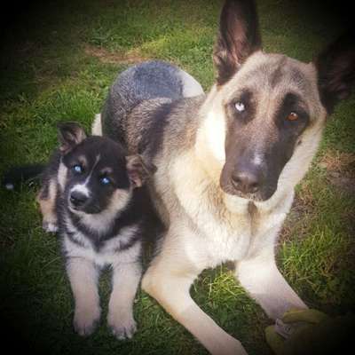 Mischlingshunde Foto Aufruf-Beitrag-Bild