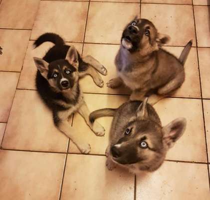 Die besten Hundeblicke 🐾❤️-Beitrag-Bild