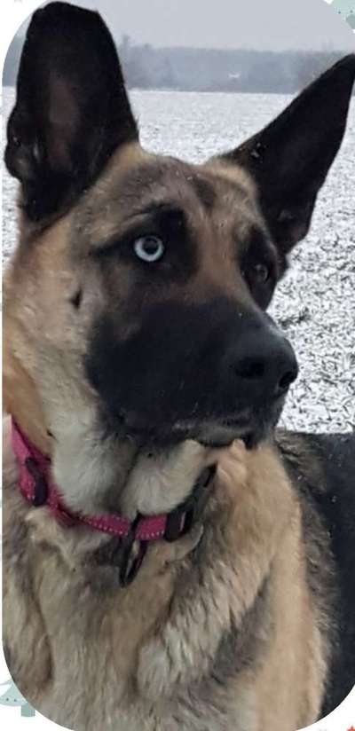 Schäferhund-Beitrag-Bild