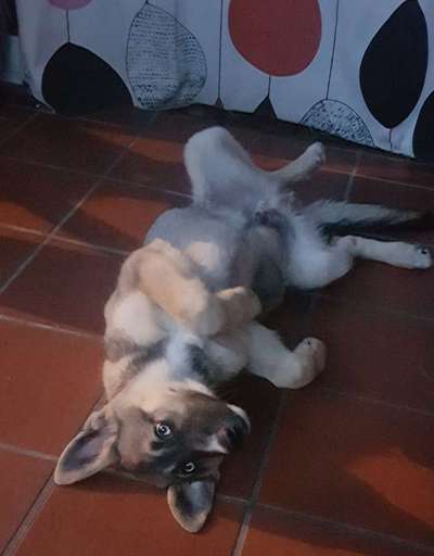 Nordische Hunde-Beitrag-Bild