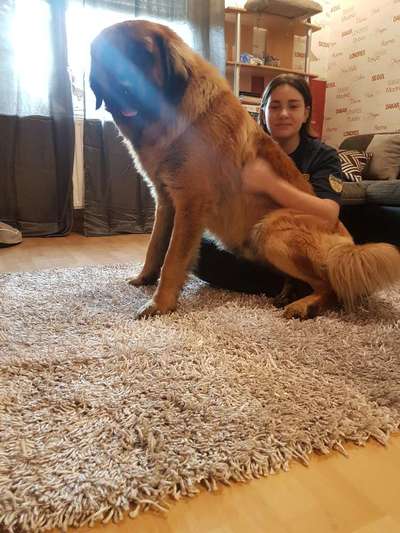 Leonberger-Beitrag-Bild