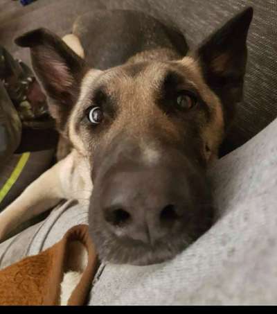 Dogorama Photo Challenge - Hundeblick zum hinschmelzen-Beitrag-Bild