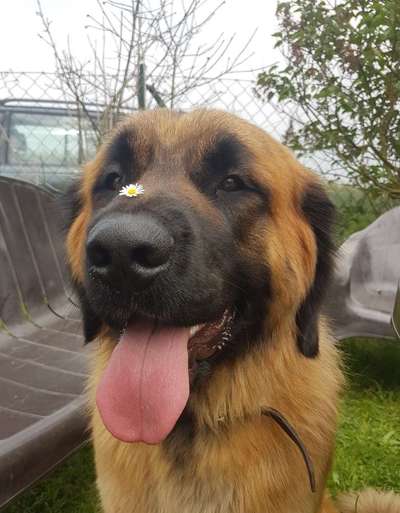 Die Dogorama Monats Challenge "Es grünt und blüht"-Beitrag-Bild