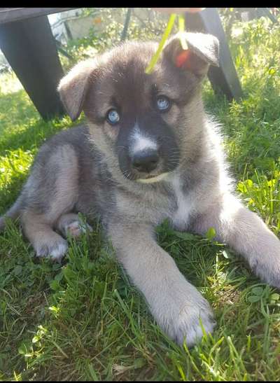 Die besten Hundeblicke 🐾❤️-Beitrag-Bild