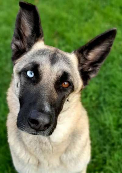 Die besten Hundeblicke 🐾❤️-Beitrag-Bild