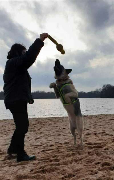 Dogorama Photo Challenge - Tricks, Tricks & Tricks!-Beitrag-Bild