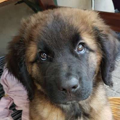 Dogorama Photo Challenge - Hundeblick zum hinschmelzen-Beitrag-Bild