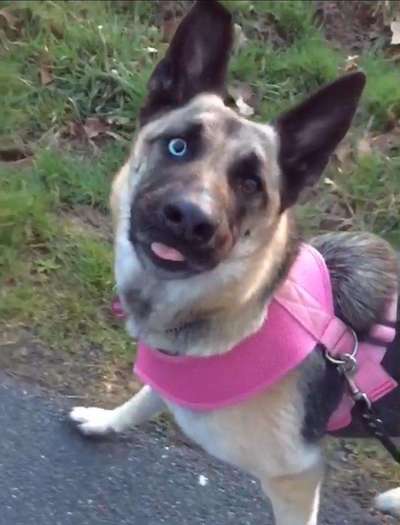 Lustigsten Grimassen von euren Hunden-Beitrag-Bild