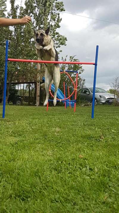 Challenge Nr. 16         Dynamik - Dein Hund in Bewegung-Beitrag-Bild