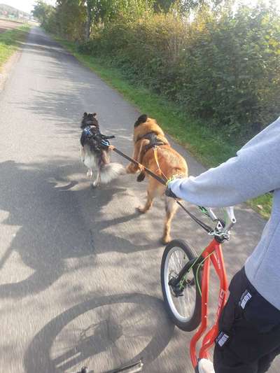 Radfahren mit Hund-Beitrag-Bild