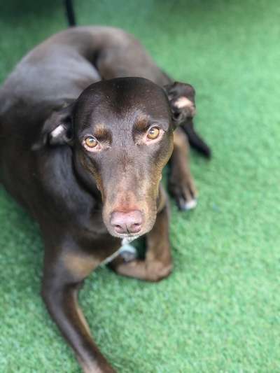 Windhunde - Treffen der besonderen Schönheiten
HERZLICH WILLKOMMEN-Beitrag-Bild