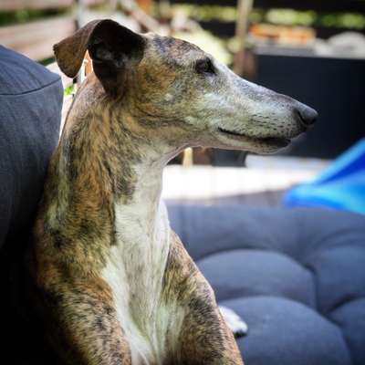 Windhunde - Treffen der besonderen Schönheiten
HERZLICH WILLKOMMEN-Beitrag-Bild