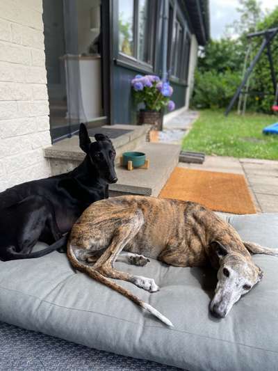 Windhunde - Treffen der besonderen Schönheiten
HERZLICH WILLKOMMEN-Beitrag-Bild
