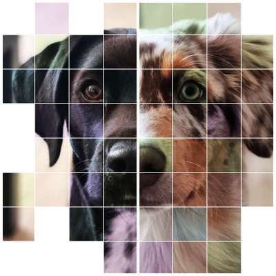 Hundetreffen-Spaziergang - Spielrunde-Profilbild