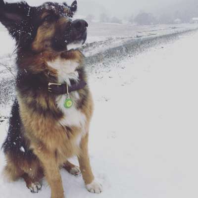 Zeigt die schönsten Schneebilder von eurer Fellnase ❄️-Beitrag-Bild