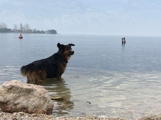 Dogorama-Monats-Challenge-Mai "Wasser"-Beitrag-Bild