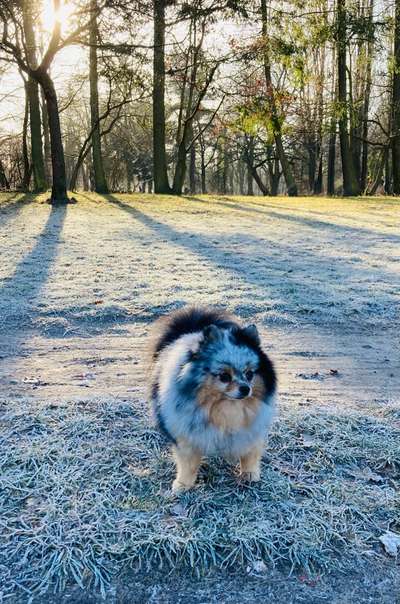 Hundetreffen-Pomeranian Playdate im Mauerpark-Bild