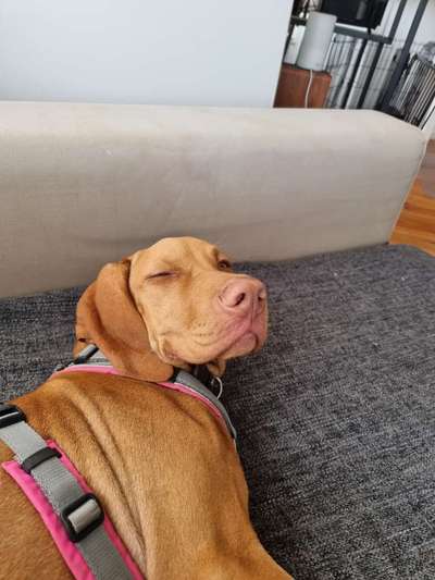 Hundetreffen-Playtime in the parks around Victoriastadt-Bild