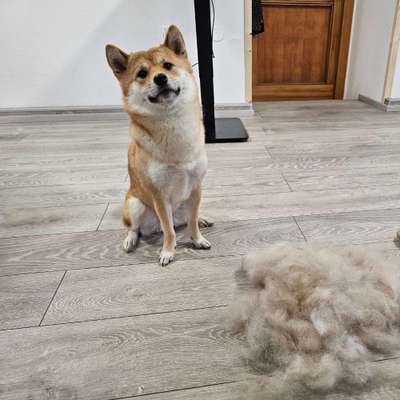 Giftköder-Teilpflege mittelgroßer Hund-Bild