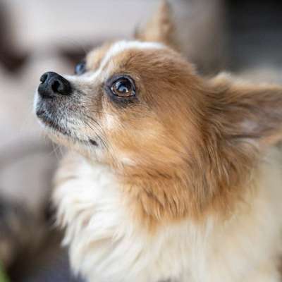 %{de_profession_title}-Komplettpflege kleiner Hund-Bild