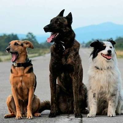 %{de_profession_title}-Teilpflege großer Hund-Bild