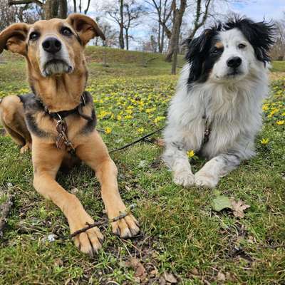 Giftköder-Baden & Trocknen-Bild