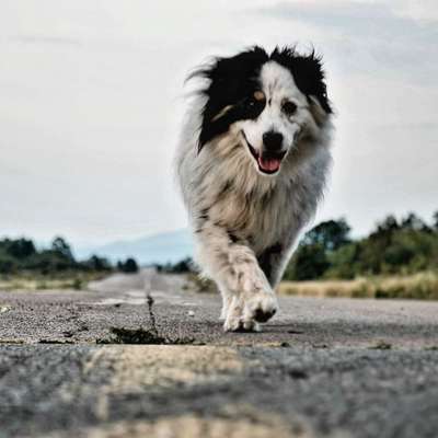 %{de_profession_title}-Komplettpflege mittelgroßer Hund-Bild