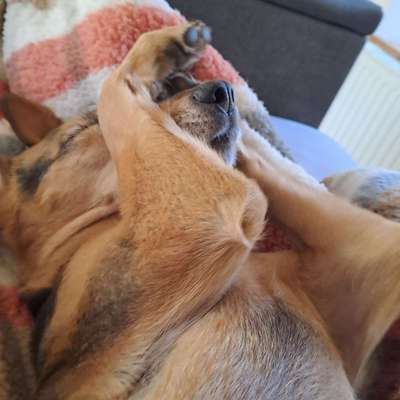 %{de_profession_title}-Pfotenpflege/Ohrenpflege-Bild