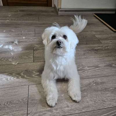 %{de_profession_title}-Teilpflege kleiner Hund-Bild