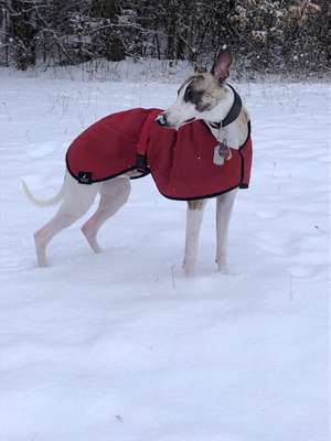 Hundetreffen-Windhunde in München-Bild