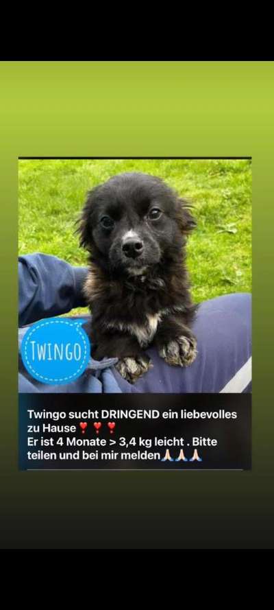Tierschutzhunde suchen ein Zuhause-Beitrag-Bild