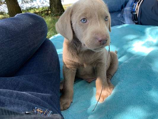 Welpen Bilder !-Beitrag-Bild