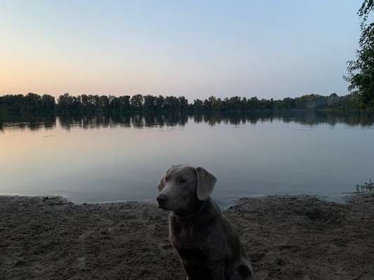 Hundeauslaufgebiet-See im großen Moor-Bild