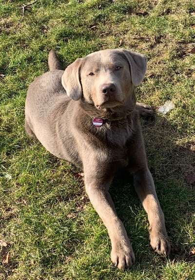 Labradorfans-Beitrag-Bild