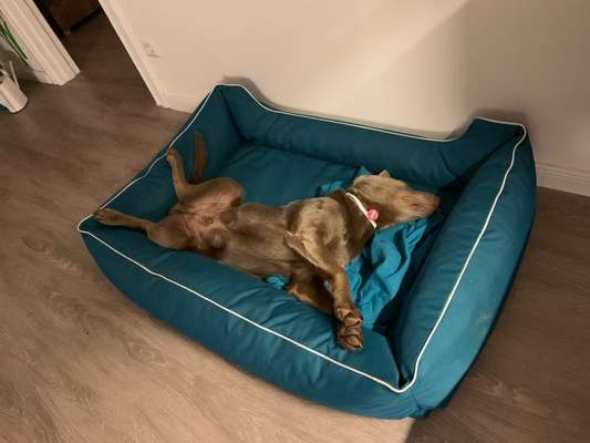 Körbchen / Hundebett-Beitrag-Bild