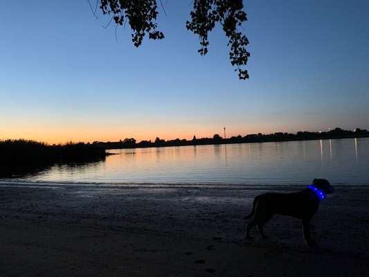 Dogorama-Monats-Challenge-Mai "Wasser"-Beitrag-Bild