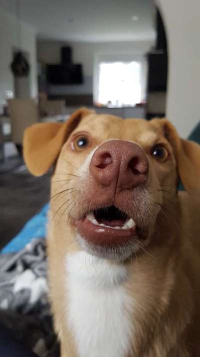 Die Dogorama-Wochen-Challenge "Die schönste Grimasse"-Beitrag-Bild