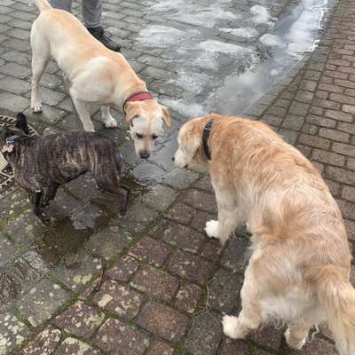 Hundetreffen-Spielen, Rennen und Gassirunde-Bild