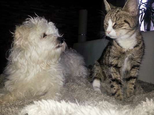 Fotochallenge Nr. 51 "Euer Hund mit anderen Tieren"-Beitrag-Bild