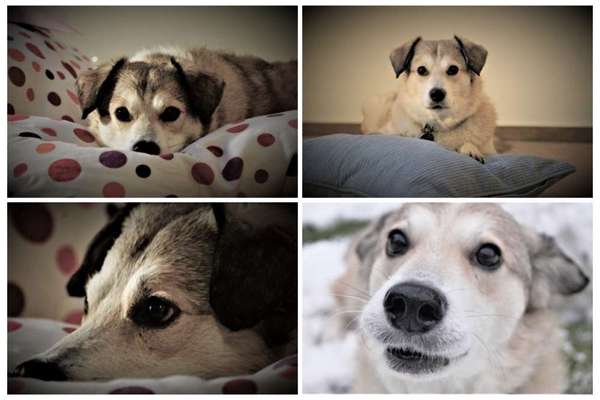 Foto's und Hundemodels-Beitrag-Bild